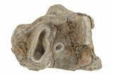 Fossil Woolly Rhino (Coelodonta) Tooth - Siberia #231031-2